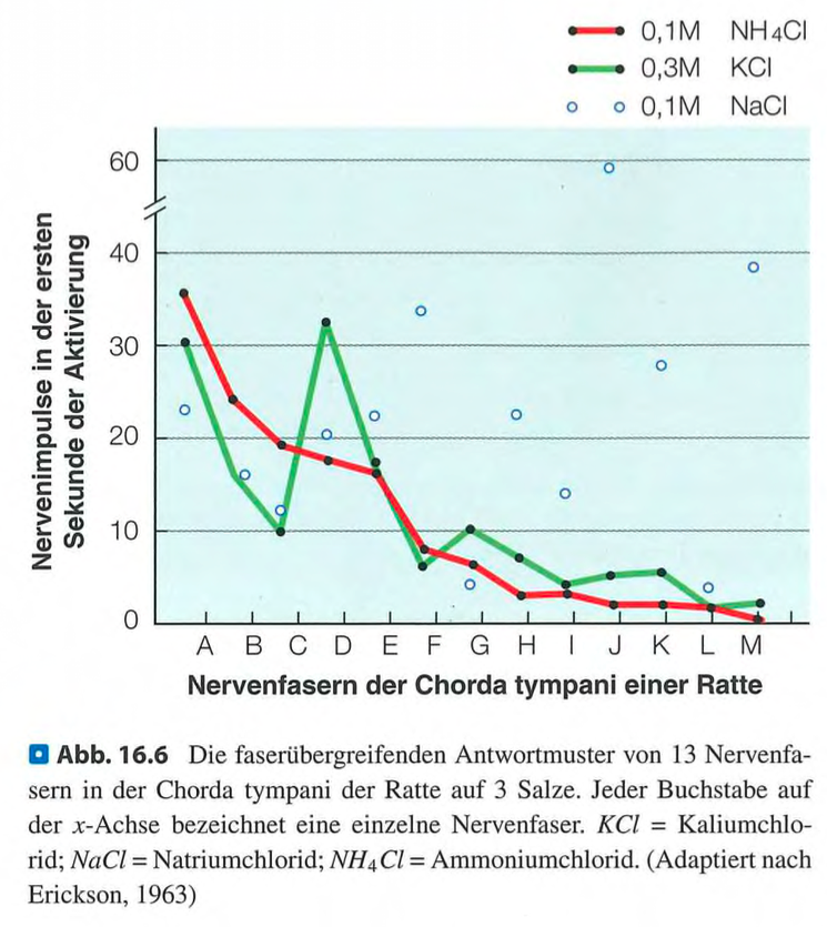 <p class=""><span data-name="brain" data-type="emoji">🧠</span><strong> Kurzfassung:</strong><br>Geschmacksqualitäten könnten entweder durch <strong>einzelne, spezialisierte Neuronen (Einzelzellcodierung)</strong> oder durch <strong>Aktivitätsmuster vieler Neuronen (Populationscodierung)</strong> repräsentiert werden. Frühere Studien (z. B. Erickson) unterstützen die Populationscodierung, neuere Forschung tendiert eher zur Einzelzellcodierung.</p><div data-type="horizontalRule"><hr></div><p class=""><span data-name="clipboard" data-type="emoji">📋</span><strong> Langfassung:</strong></p><p><span data-name="bullseye" data-type="emoji">🎯</span> <strong>Zwei Haupttheorien der Geschmacks-Codierung:</strong></p><ol><li><p class=""><strong>Einzelzellcodierung (Labeled-line coding):</strong><br>– Bestimmte Neuronen sind spezialisiert auf <em>eine</em> Geschmacksqualität (z. B. nur süss).<br>– Wird durch neuere Forschung häufiger angenommen.</p></li></ol><p class=""></p><ol start="2"><li><p class=""><strong>Populationscodierung (Across-fiber pattern coding):</strong><br>– Jede Substanz aktiviert <em>mehrere</em> Neuronen in einem charakteristischen Muster.<br>– Bedeutung ergibt sich aus dem <em>Muster</em> über viele Neuronen hinweg.</p></li></ol><div data-type="horizontalRule"><hr></div><p><span data-name="test_tube" data-type="emoji">🧪</span> <strong>Belege für Populationscodierung:</strong></p><ul><li><p class=""><strong>Robert Erickson (1963):</strong><br>– Misst Reaktionen der <strong>Chorda tympani</strong> bei Ratten auf Salze.<br>– Neuronen zeigten überlappende Reaktionsmuster → typisch für Populationscodierung.<br>– Verhaltensexperiment: Ratten vermieden Ammoniumchlorid, nachdem sie Kaliumchlorid mit Schock assoziierten.</p></li></ul><p class=""></p><ul><li><p class=""><strong>Schiffman & Erickson (1971):</strong><br>– Menschen beurteilen Geschmackssimilarität.<br>– Substanzen mit ähnlichem neuronalen Muster → ähnlich wahrgenommen.</p></li></ul><div data-type="horizontalRule"><hr></div><p><span data-name="pushpin" data-type="emoji">📌</span> <strong>Fazit:</strong></p><p class="">Beide Codierungsarten finden Unterstützung.<br><strong>Populationscodierung erklärt</strong> geschmackliche Ähnlichkeit zwischen Substanzen.<br><strong>Einzelzellcodierung gewinnt</strong> an Bedeutung durch moderne neurophysiologische Befunde.<br>Die Debatte ist <strong>noch nicht abschließend geklärt</strong>.</p>