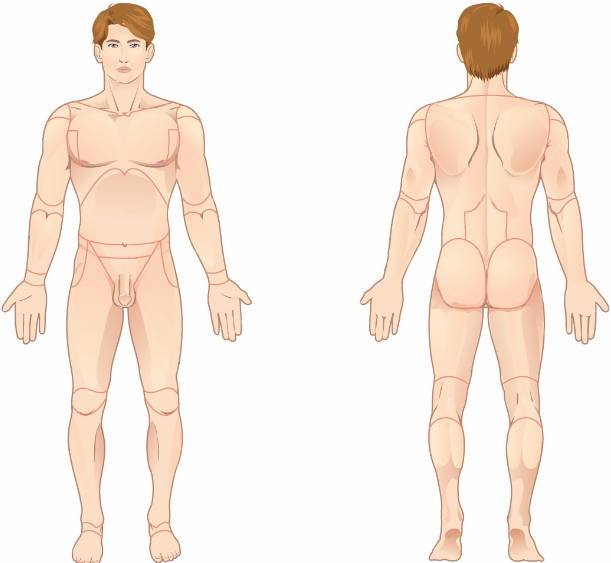<p>A standard body position where an individual faces forward, is upright, with arms at their sides, palms facing forward, thumbs pointing outward, and feet together. Used as a reference for directional terms.</p>