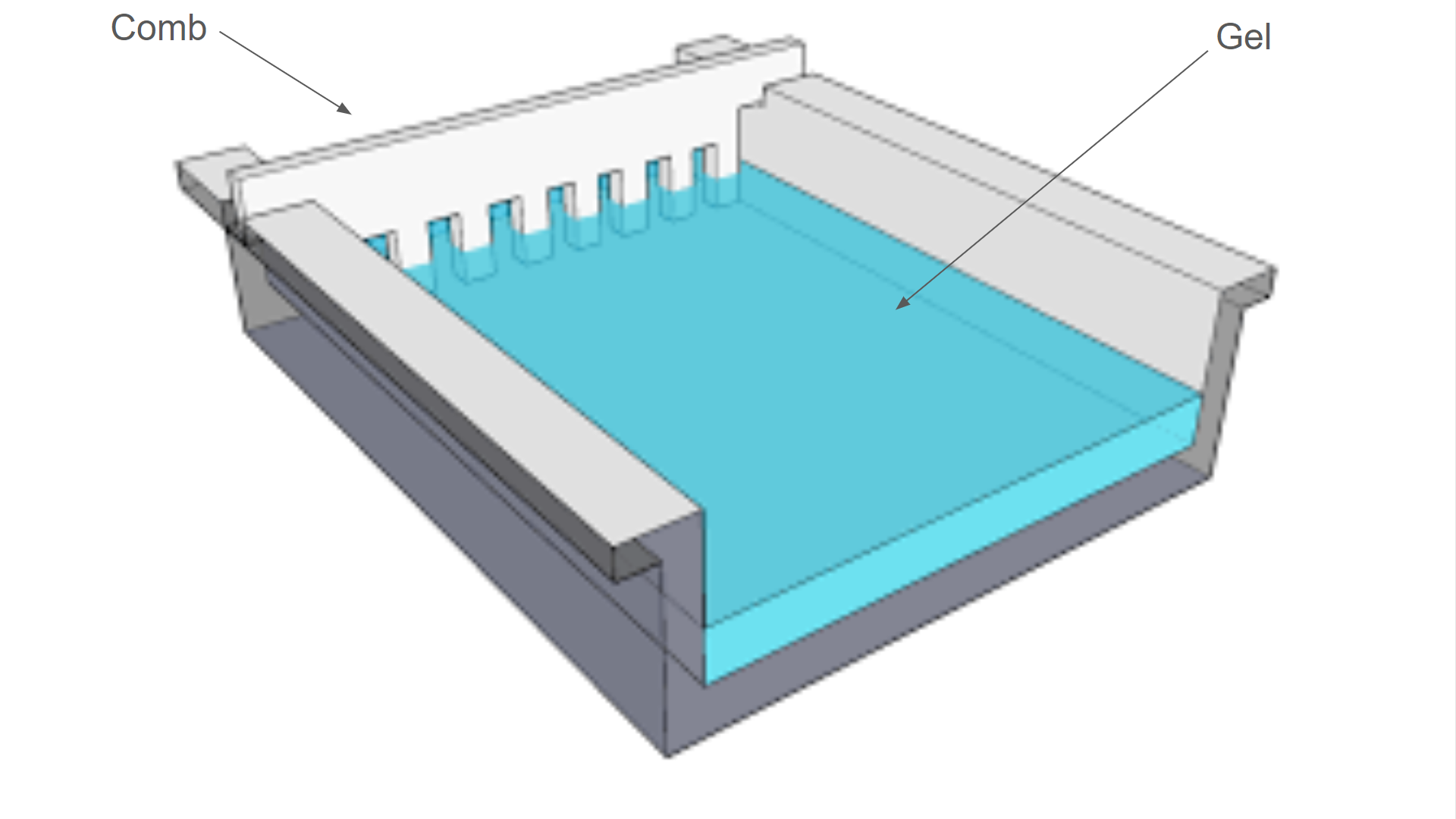 <p>Gel Tray</p>