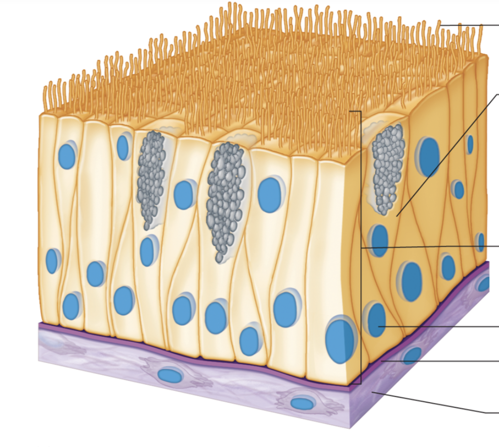 <p>Function: Protection, secretion and movement of mucus</p><p>Location: Linings of respiratory passaged</p>