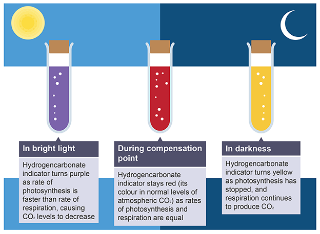<p>detect increases and decreases of carbon dioxide concentration</p>