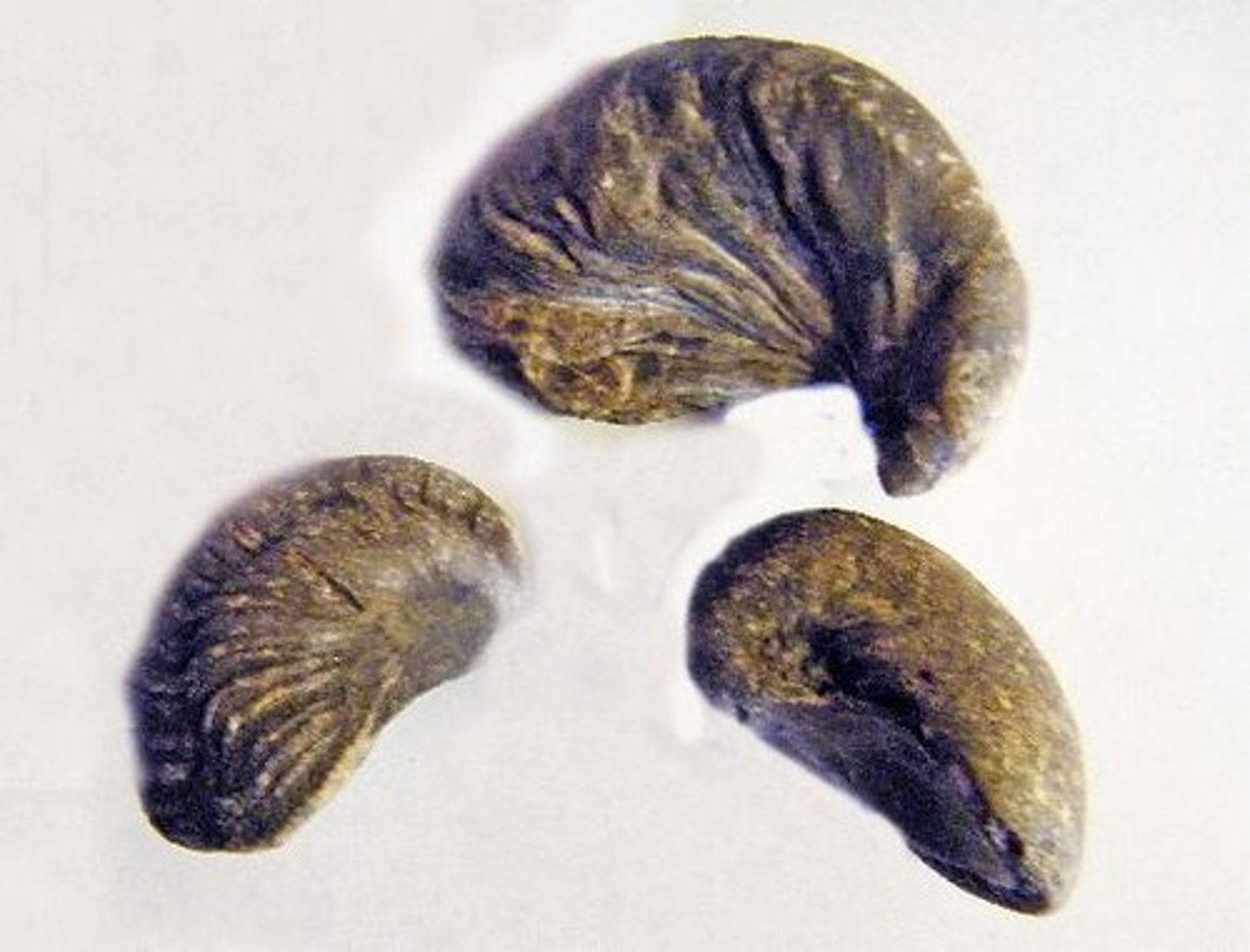 <p> a genus of extinct oysters which range from the Triassic period to the middle Paleogene period, but are mostly restricted to the Triassic and Jurassic.</p>