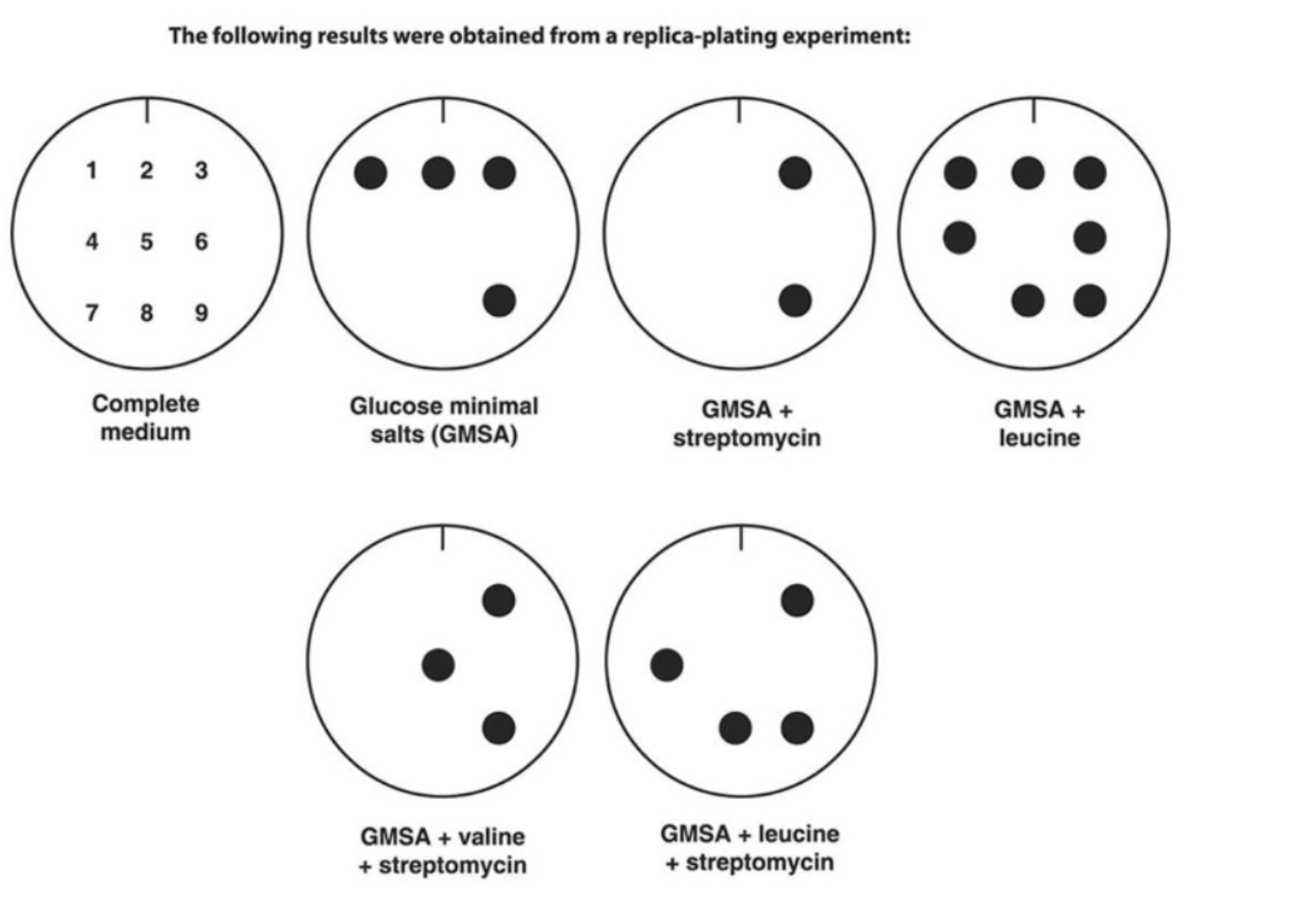 <p>Which of these are auxotrophic?</p>