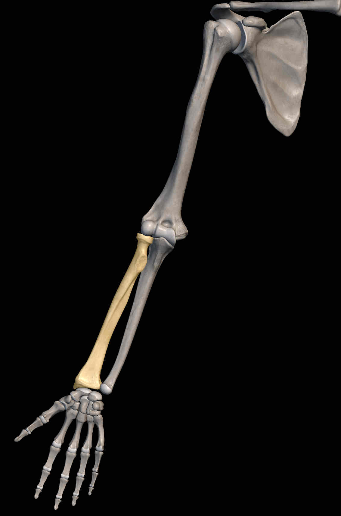 <p>Name the bone</p>
