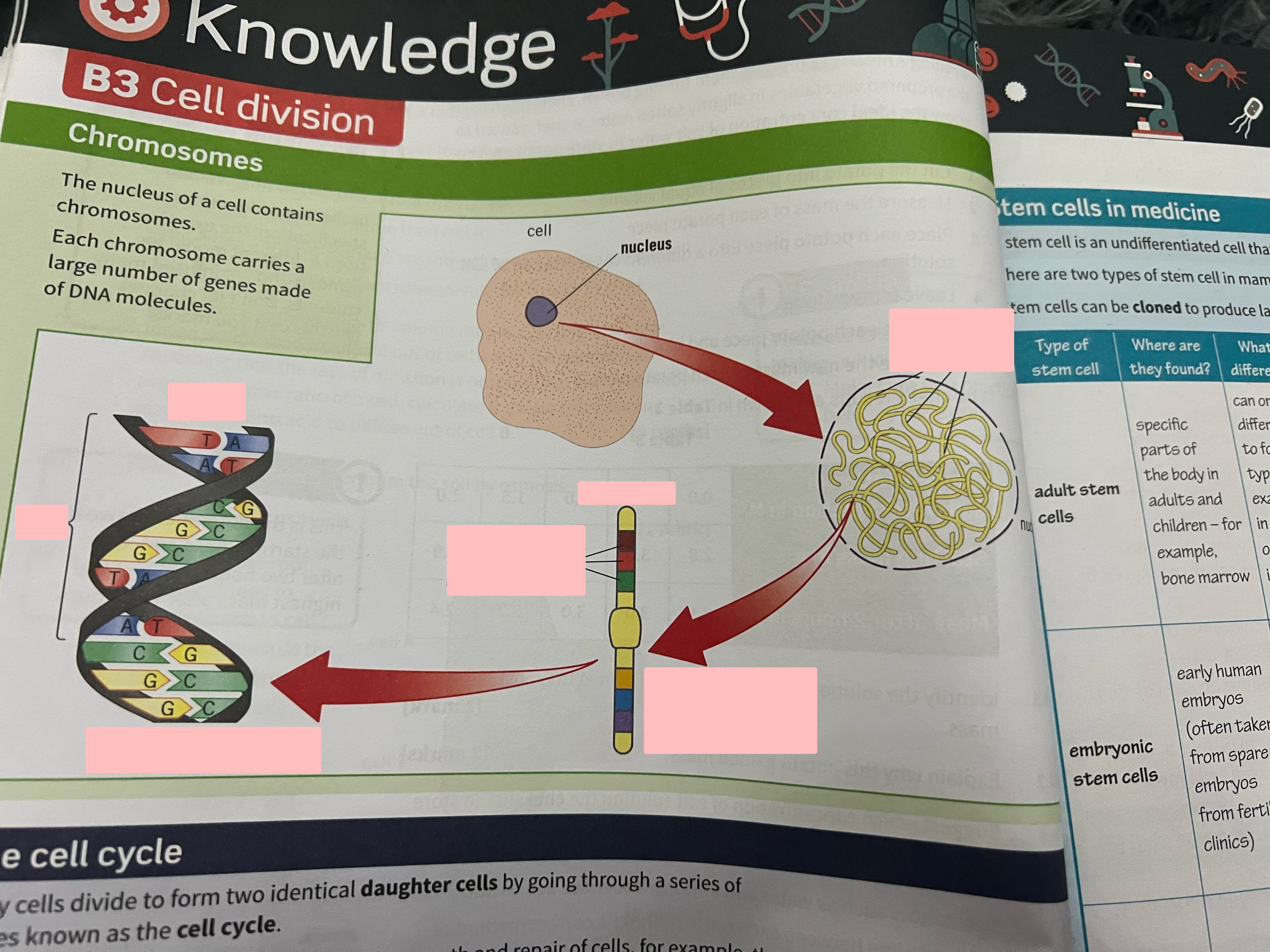 <p>Label the structure of the nucleus of a cell</p>