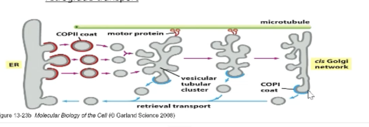 <p>Transport vesicles leaving the ER that fuse together.</p><p>Travel towards the cis Golgi (closest to ER) via motor proteins on microtubule track.</p><ul><li><p>proteins need to be returned back bud off with COP I and retrograde transport</p></li></ul><p></p>