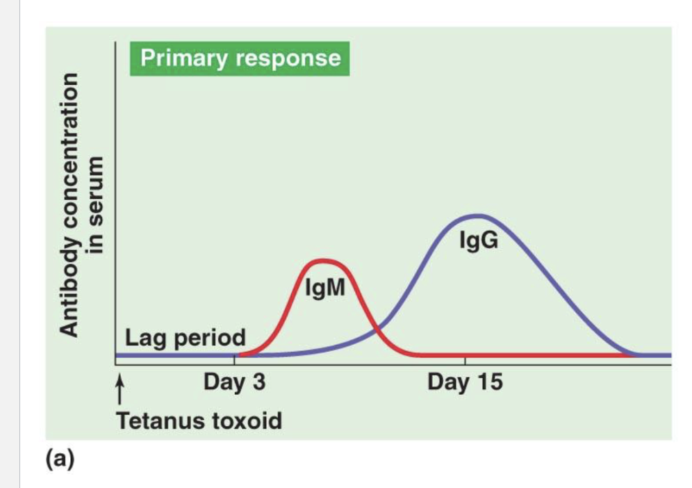 <ul><li><p>First exposure to antigen causes a lag period</p></li><li><p>Lag period is when B cell has to become antibody</p></li><li><p>The first antibodies are IgM that are short lived, the biggest antibody</p></li><li><p>The second antibody is IgG, the most abbundant</p></li></ul><p></p>
