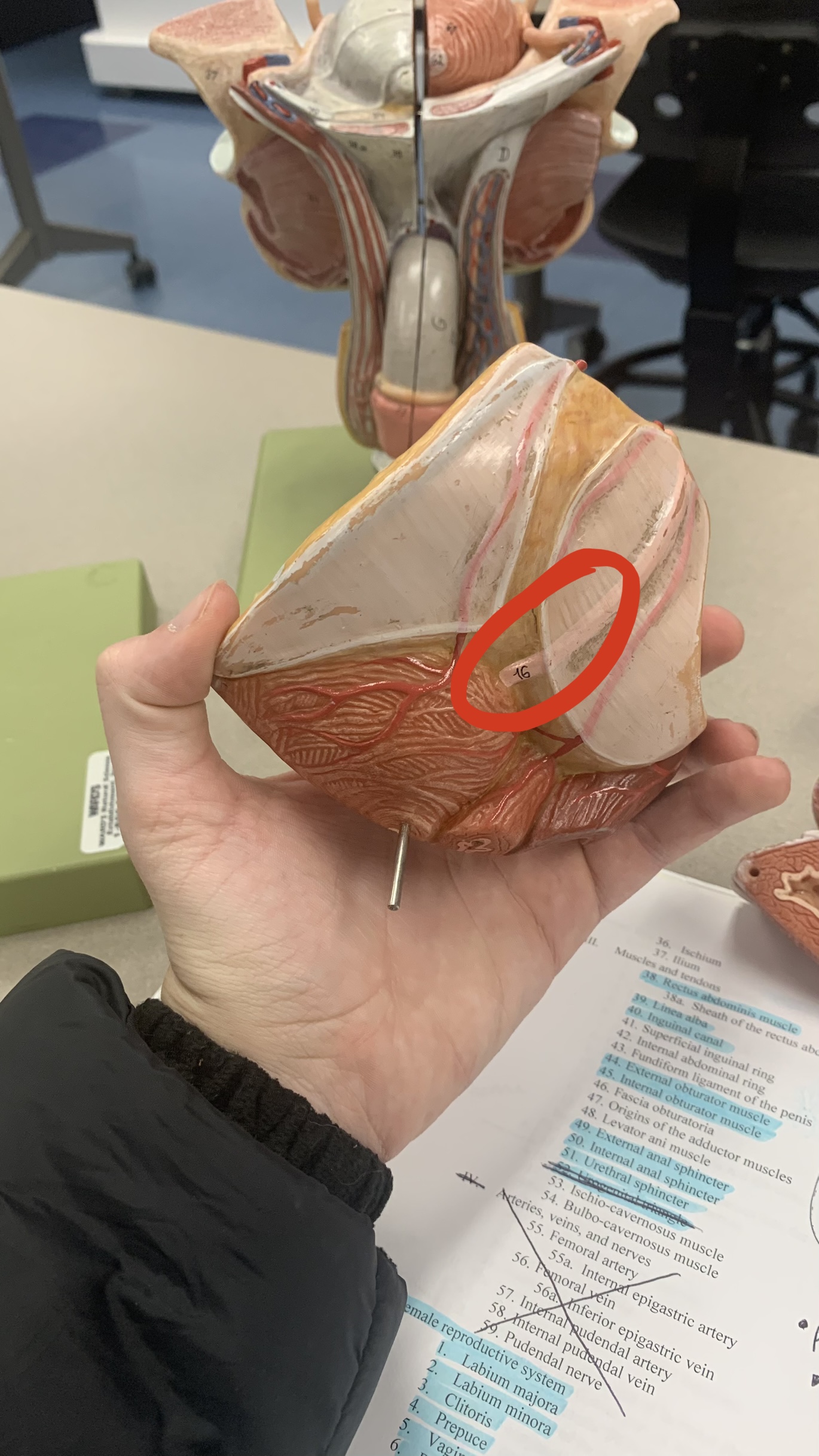 knowt flashcard image