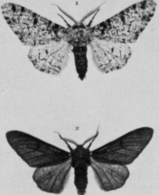 <ol><li><p><strong><span style="color: blue">melanistic</span></strong> - dark variation of a common-lifght form of an organism</p></li><li><p><strong><span style="color: red">Peppered Moth</span></strong> (<em>Bisto betulania</em>) is usually light</p></li><li><p>darker variation appeared in 1800s England due to the <u>industrial revolution </u></p></li><li><p>Peppered Moths are <strong><span style="color: purple">nocturnal</span></strong></p><ol><li><p>unpollutued trees have light lichens to blend in</p></li><li><p>polluted trees have <strong><span style="color: yellow">soot</span><span> </span></strong>and<strong><span> </span><span style="color: yellow">sulfur dioxide</span><span> </span></strong>(SO<sub>2</sub>) poisoning the lichens</p></li></ol></li><li><p>melanistic moths were better <strong><span style="color: green">camouflaged</span></strong></p></li><li><p>birds and other predators hunted the peppered moths</p></li><li><p>melanistic moths continued breeding</p></li></ol>