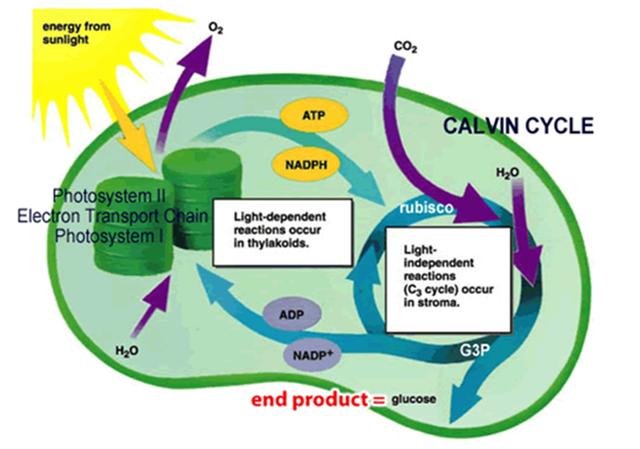 <ol><li><p>Photosystem II</p></li><li><p>Electron Transport Chain</p></li><li><p>Photosystem I</p></li><li><p>Thylakoids</p></li><li><p>H<sub>2</sub>O</p></li><li><p>ADP</p></li><li><p>NADP+</p></li><li><p>glucose</p></li><li><p>G3P</p></li><li><p>stroma</p></li><li><p>rubisco</p></li><li><p>H<sub>2</sub>O</p></li><li><p>Calvin Cycle</p></li><li><p>NADPH</p></li><li><p>ATP</p></li><li><p>CO<sub>2</sub></p></li><li><p>O<sub>2</sub></p></li><li><p>Energy from Sunlight</p></li></ol><p></p>