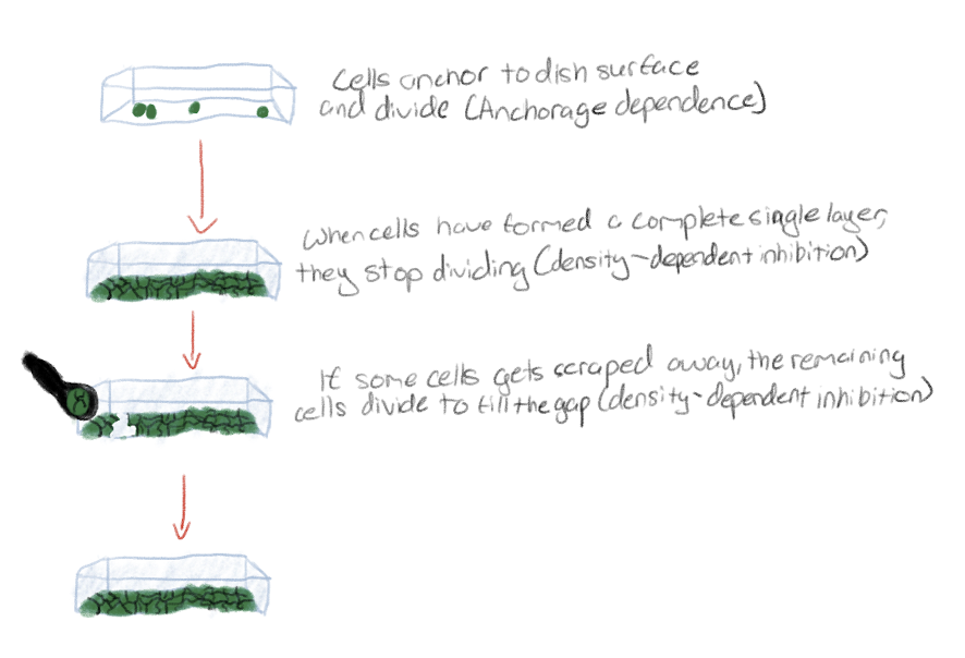 <p>Density-dependent inhibition - when normal cells stop dividing once they become crowded</p><p>Anchorage dependence - Normal cells must be attached to a surface to divide</p>