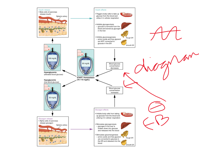 <p>(9) Identify the hormones of the pancreas.</p>