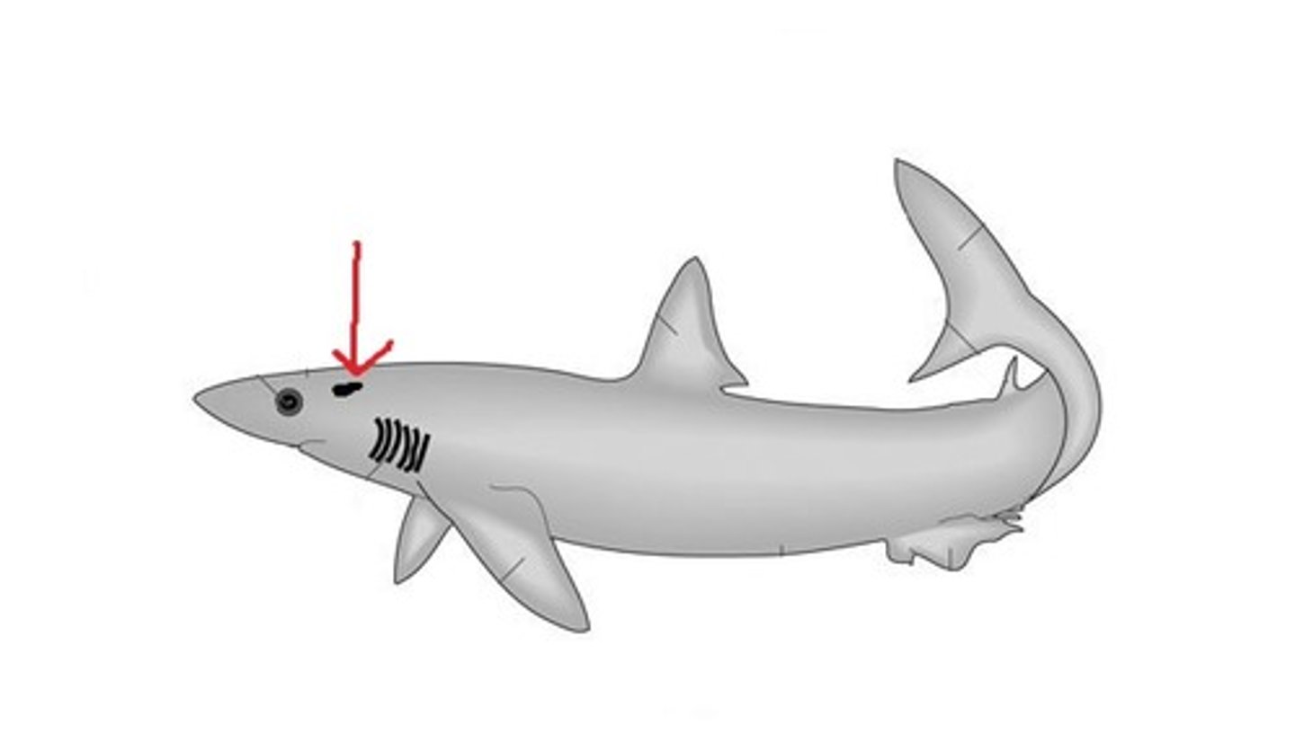 <p>Draws water into pharynx when mouth is closed — Small dorsally placed opening behind each eye</p>