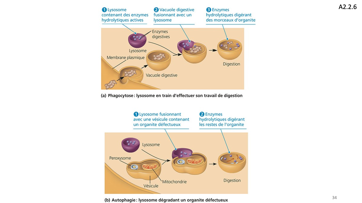 <ul><li><p>formés à partir des vésicules de golgi</p></li><li><p>chantier de démolition de la cell.</p></li><li><p>vésicule sphérique, entourée d’une membrane et contenant enzymes hydrolytiques (digestives)</p><ul><li><p>dig particules ingérées (bactérie, virus, …) par cellule (phagocytose)</p></li><li><p>dégradation d’organistes usés ou non fonctionnels (autophagie)</p></li><li><p>dégrad. de cell mortes</p></li><li><p>“ du glycogène</p></li></ul></li></ul><p></p>