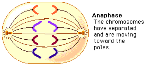 <p>Cohesion protein that holds sister chromatids together are degraded and sister chromatids are separated to opposite poles.</p>