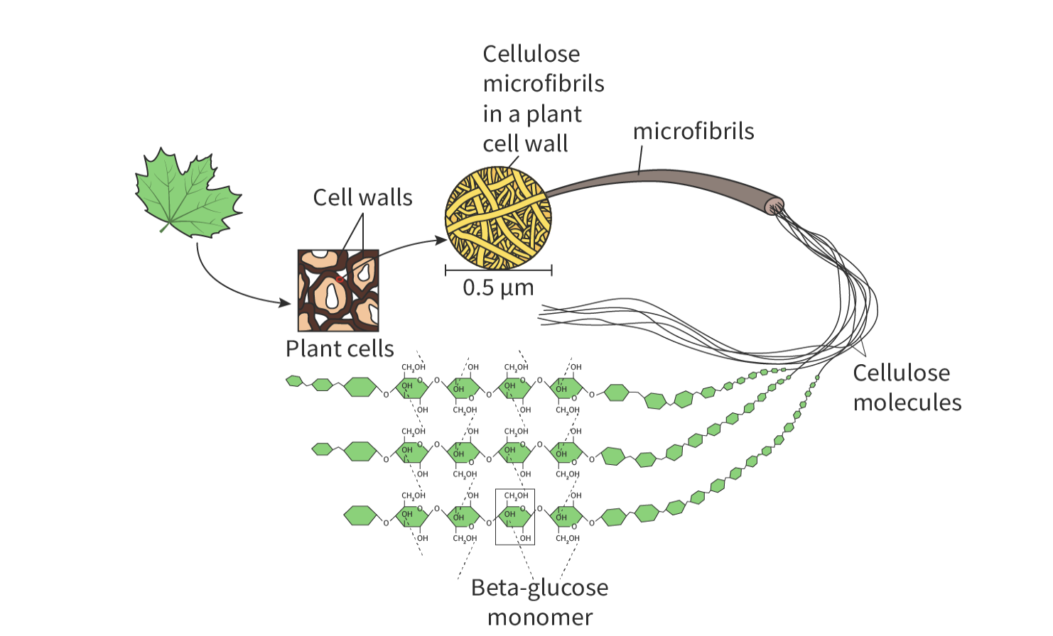 <ul><li><p>proteins that have one or more carbohydrates attached to them</p></li><li><p><span>found in many cellular structures, including the extracellular matrix, cell membranes and secreted proteins.</span></p></li></ul>