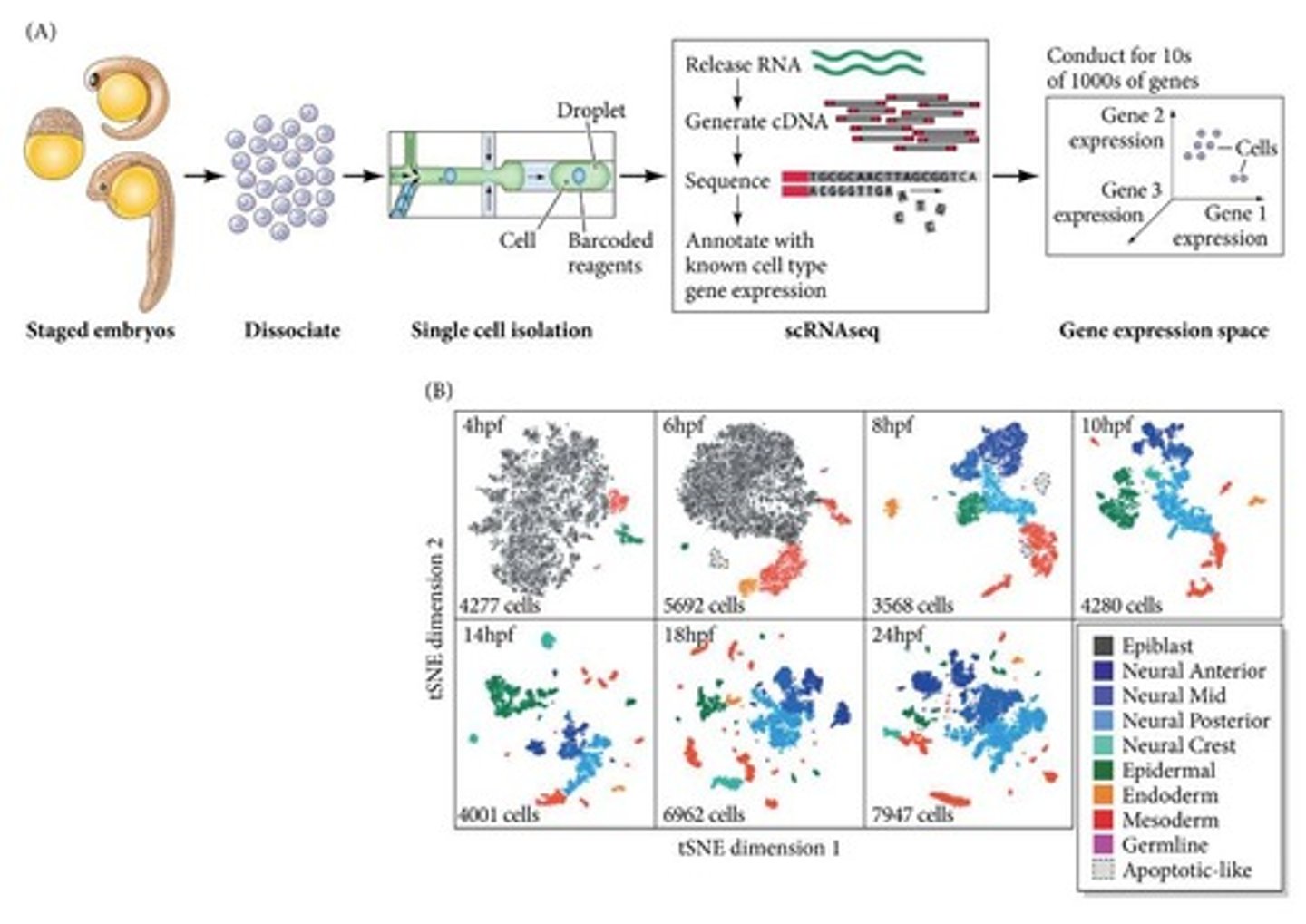 <p>Advanced methods that provide insights into specification by examining gene expression and biochemical changes.</p>