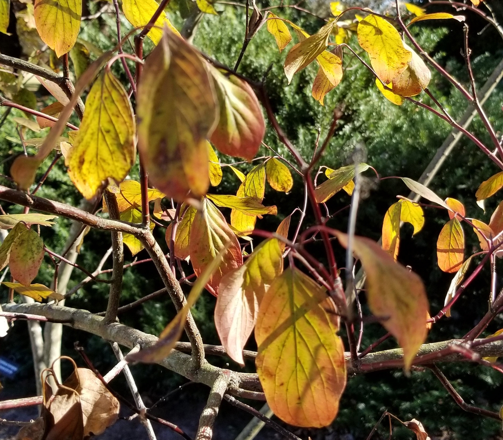 <p><em>Cornus amomum</em></p>