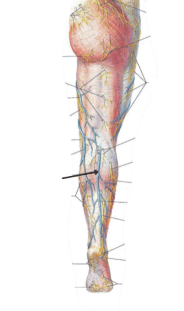 <p>identify the structure(s) indicated by the arrow</p>