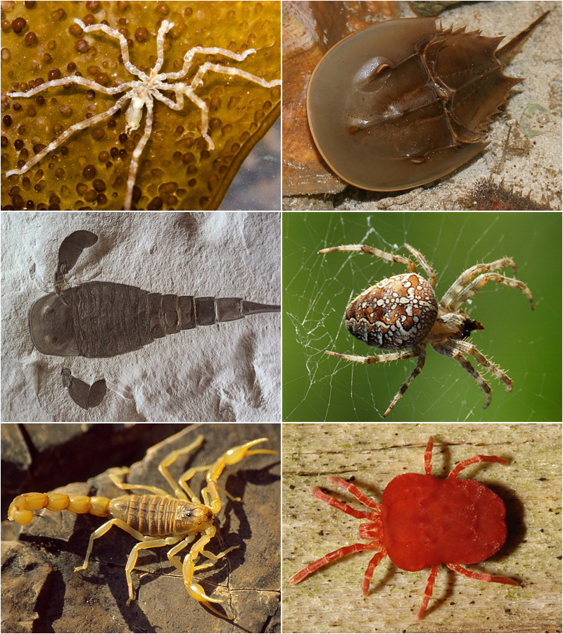 <p>Spiders </p><p>Scorpions</p><p>Mites </p><p>Ticks </p>