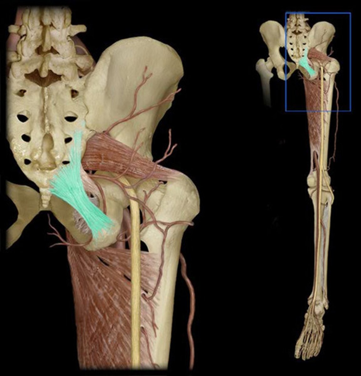 <p>-lower extremity (gluteal, hip, posterior thigh)</p>