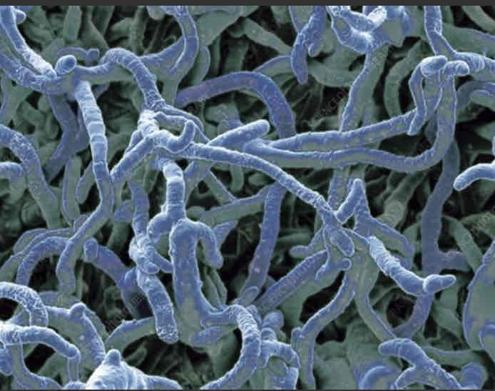 <p>Extensions that grow from each fungi designed to increase the surface area for the absorption of nutrients.</p>