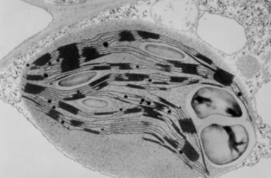 <p>double membrane, contains stack of membrane bound compartments called thylakoids, site of photosynthesis, only in plants</p>