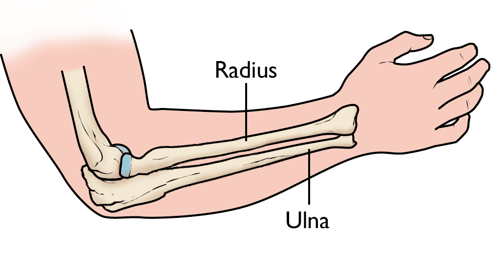 <p>The lower arm bone located on the little finger side of the humerus</p>