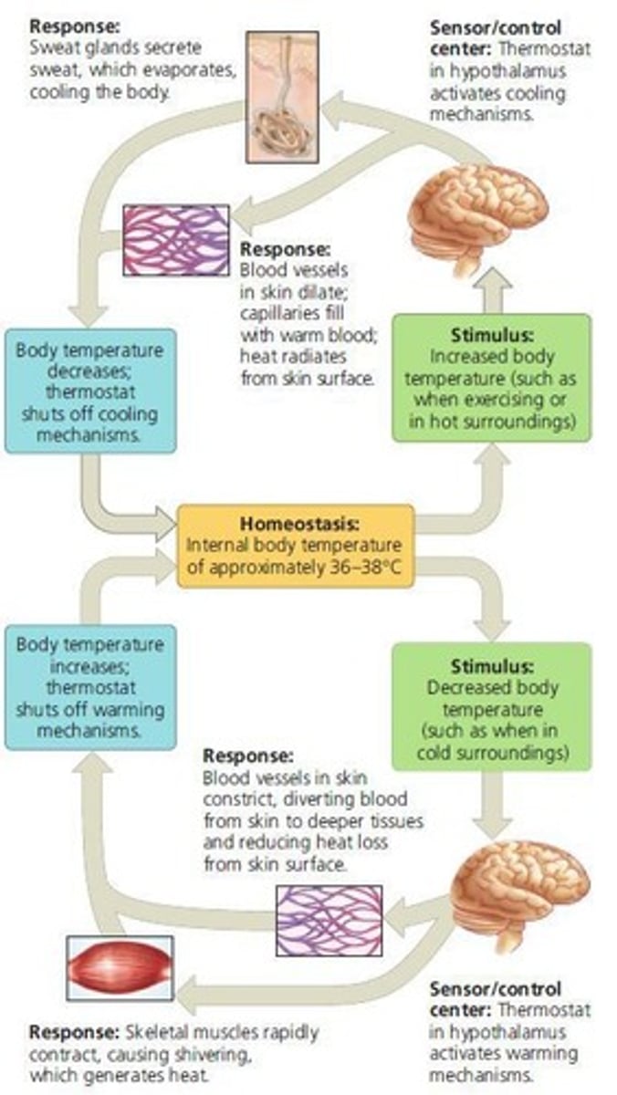 <p>Through regulation, maintaining different internal environments from their external environments.</p>