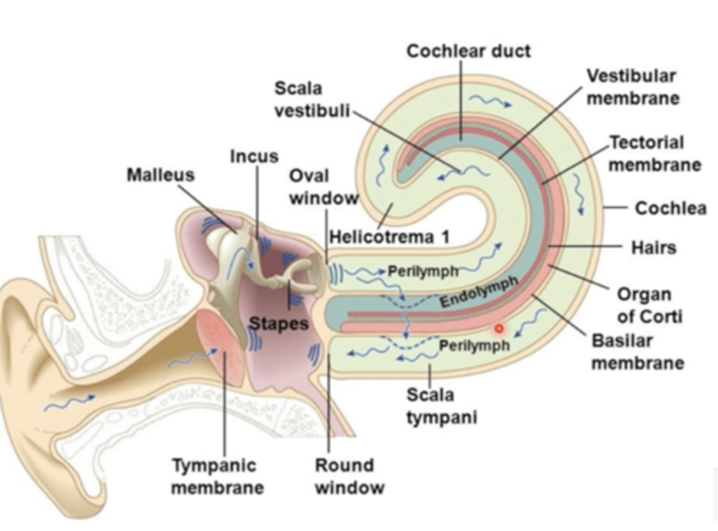 <p>1. tympanic membrane vibrates</p><p>2. ossicles amplify vibration</p><p>3. stapes vibrates oval window</p><p>4. sound waves converted to fluid waves in cochlea</p><p>5. waves travel through scala vestibuli and scala tympani</p><p>5. waves cause basilar membrane to vibrate</p>