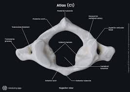 <p>C1 the atlas. it has no body or spinous process and is only comprised of two bony arches with two bony masses laterally. it articulates with the occiput above and C2 (the axis) below. this part rotates</p>