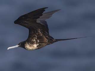 <p>Magnificent Frigatebird</p>