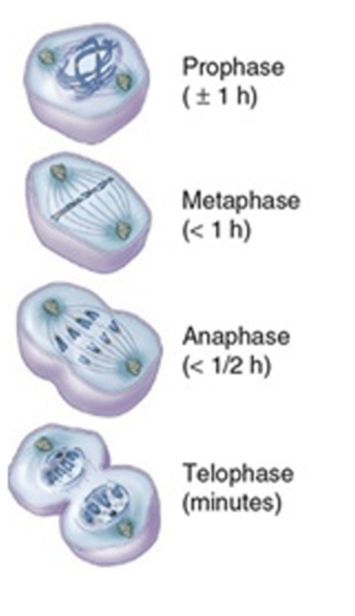 <p>How many main phases are there in mitosis?</p>