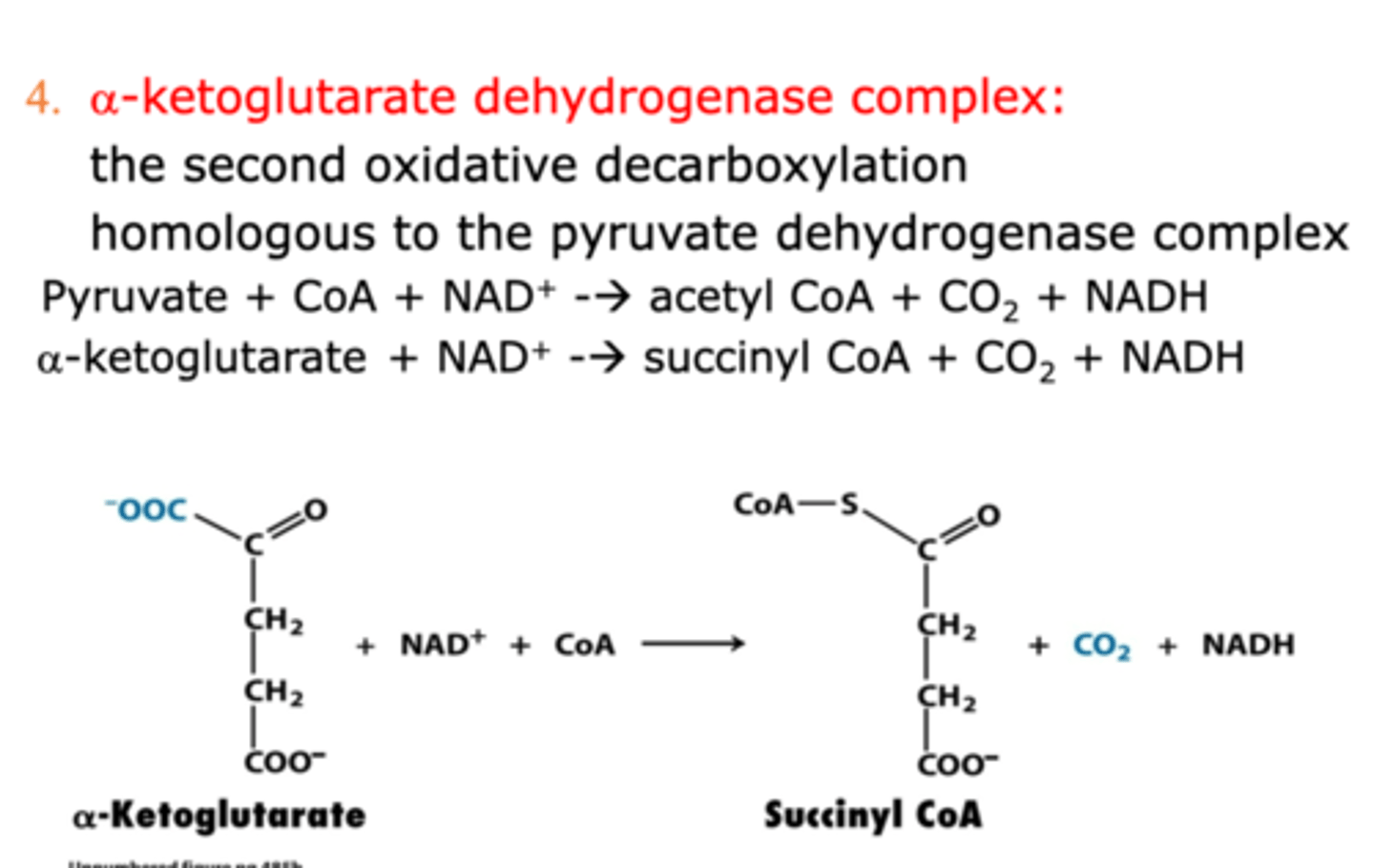 <p>Catalyzed by alpha-ketoglutarate dehydrogenase</p><p>- a second oxidative decarboxylation reaction with alpha-ketoglutarate and NAD+ as reactants and succinyl CoA, NADH, and CO2 as products</p>