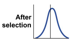 <p>A single phenotype is favoured, causing the allele frequency to shift in one direction. </p>
