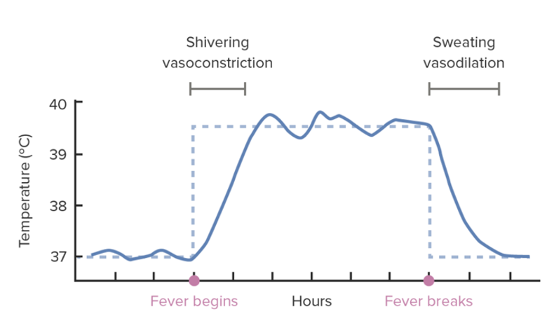 <p><strong>Fever onset</strong></p><p class="MsoListParagraphCxSpFirst">To reach the new, higher thermostat setting, the hypothalamus causes the body to carry out actions that generate and retain heat.</p><p class="MsoListParagraphCxSpMiddle">-<strong>Vasoconstriction</strong> of blood vessels. Skin arterioles constrict, less heat is lost from the skins surface via radiation, conduction and convection</p><p class="MsoListParagraphCxSpMiddle">-<span style="font-size: 7pt; font-family: &quot;Times New Roman&quot;"> </span><strong>Increased metabolic rate</strong></p><p class="MsoListParagraphCxSpMiddle">-<strong>Shivering: </strong>skeletal muscles contact and the respiration that occurs to produce these contraction results in the production of heat</p>