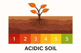 <p><span style="background-color: transparent;"><span>dominant in </span><strong><span>acidic soils</span></strong></span></p>