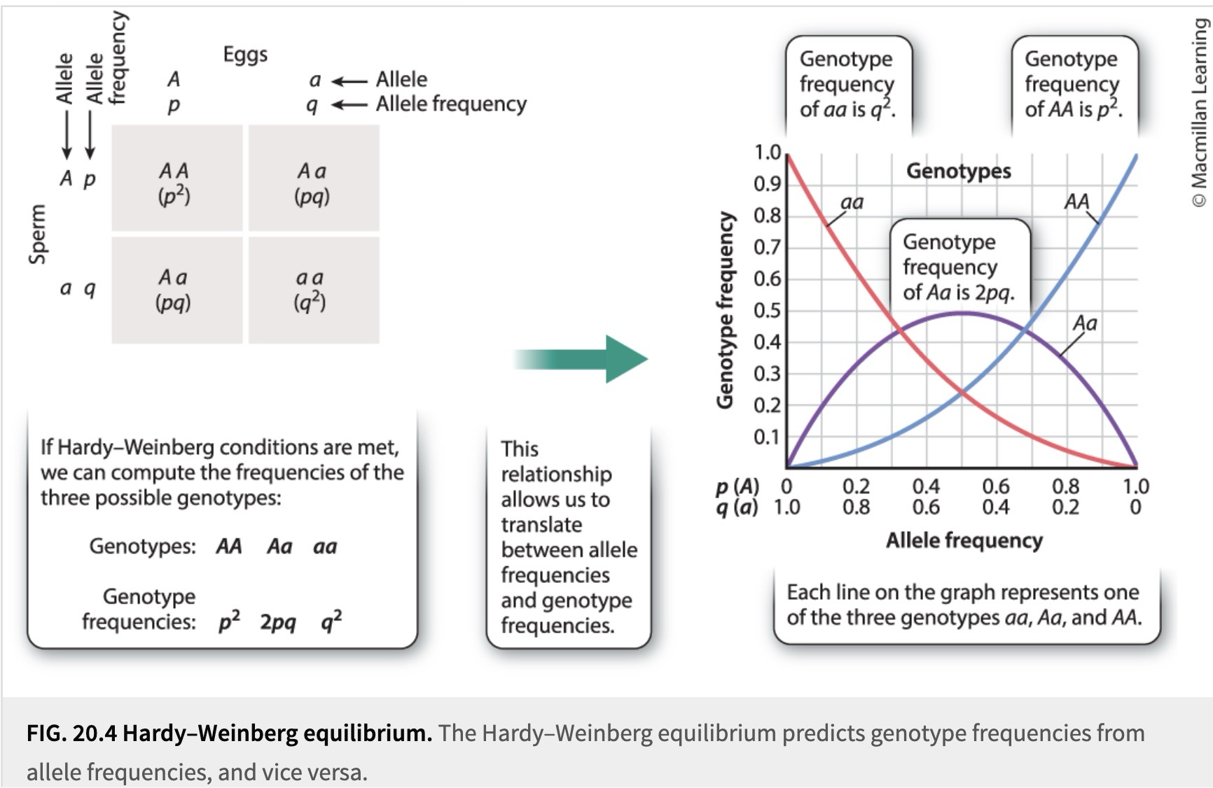 <p>the relationship between allele and gene frequency in HDP</p>