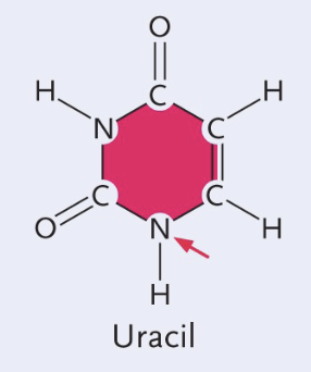 <ul><li><p>Single (pyrimidines)</p></li><li><p>Only H </p></li></ul><p></p>