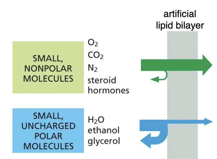 <p>Small non-polar molecules. </p><p></p><p>*see arrows in the image, the size indicates permeability (big arrow = super permeable, small arrow = low permeability). </p>