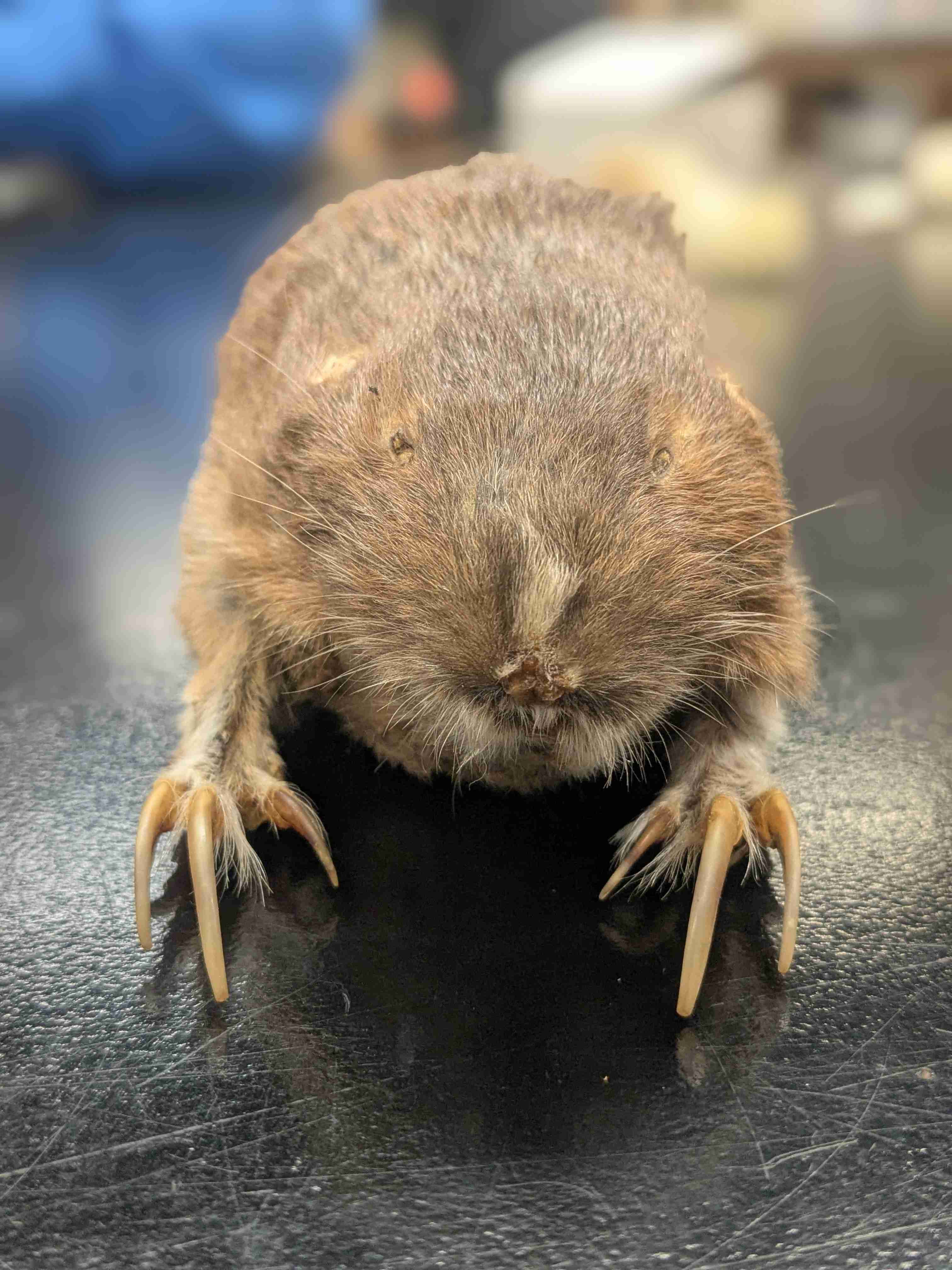 <p>Plains Pocket Gopher</p>