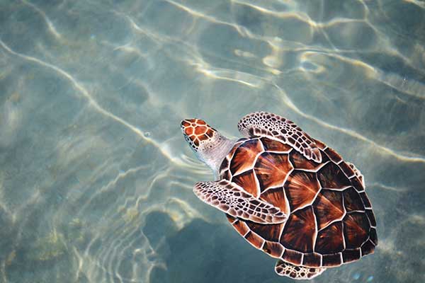 <p>Loggerhead Sea Turtle</p>