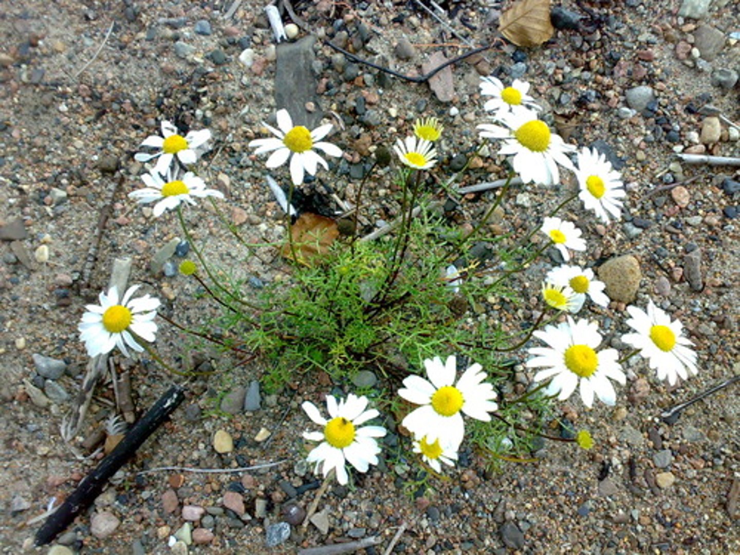 <p>kustbaldersbrå</p>