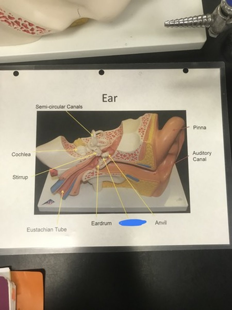 <p>Label the structure covered in blue ink and define it</p>