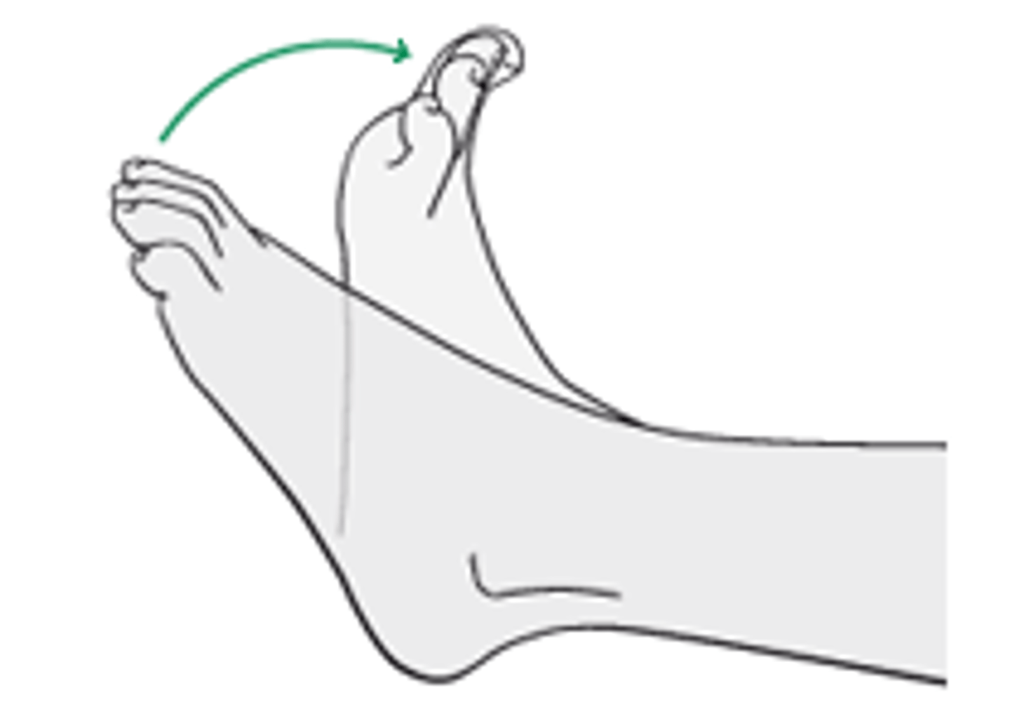 <p>Lifting the foot so that the top (superior surface) moves toward the shin.</p>