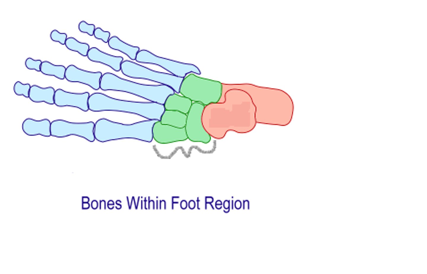 <p>Includes navicular, cuboid, and cuneiforms 1, 2, &amp; 3</p>