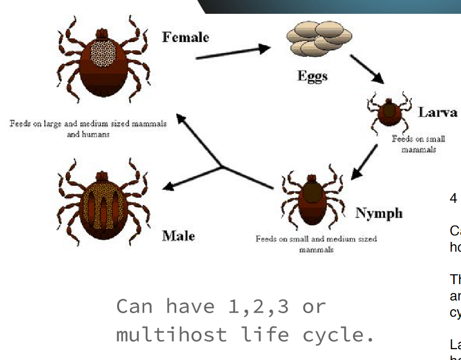 <p>can be either (superrrr dynamic)</p><p>physically see the tick or show S&amp;S monthsss later</p><p>yes and they do a lot!!! (2nd to mosquitos in terms of importance in public health)</p><p>…</p><p>lots of restrictions preventing moving ani w/ tick diseases&nbsp;</p><p>keep grass low, repellant in field &amp; on animals, meds, etc.</p>