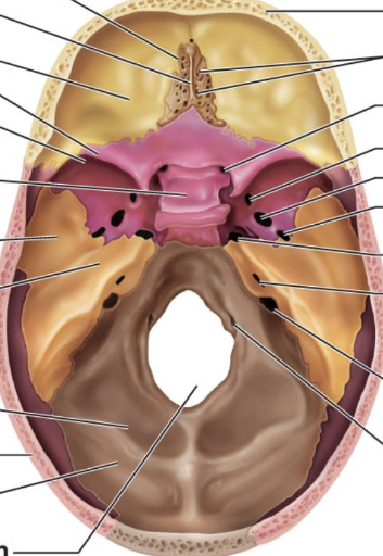 <p>Where in the picture is the occipital bone?</p>