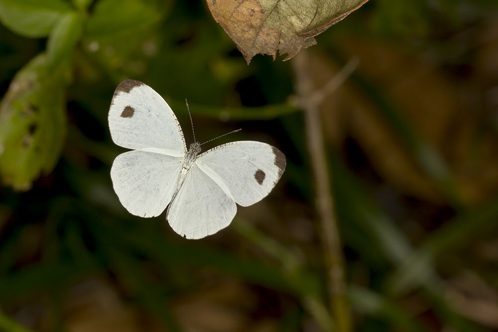 <p>Common butterfly</p>