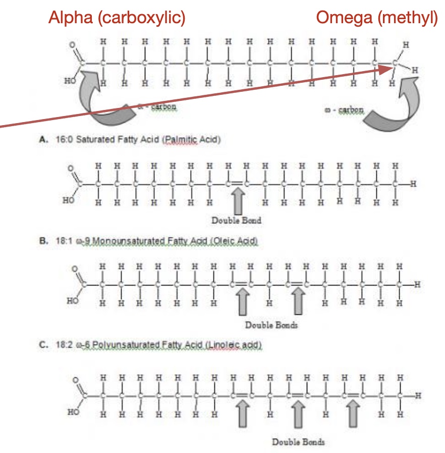 Intro to Food Science Block 2 Quiz Flashcards Knowt